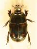 Hister pustulosus