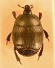 Margarinotus distinctus