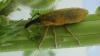 Lixus pulverulentus
