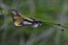 Libelloides coccajus
