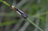 Libelloides coccajus
