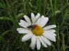 142568 – Photo : Johanna Villenave-Chasset – France (49)