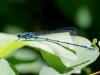 Coenagrion puella