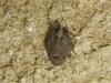 142502 – Photo : The Ghost Nightjar – France (56)