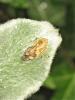 Philaenus spumarius