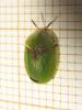 Cassida sp.