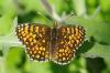 142970 – Photo : bernard evrad – France (32)