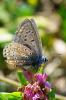 142972 – Photo : bernard evrad – France (32)
