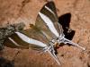 142771 – Photo : Christian Widmann – Brésil