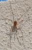 142206 – Photo : Didier Petot – France (20)