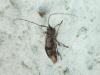 Leiopus femoratus