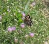 142213 – Photo : Sherwood – Kazakhstan