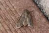 142378 – Photo : Insectesidf – France (61)
