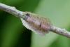 142445 – Photo : Insectesidf – France (61)
