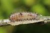 142377 – Photo : Insectesidf – France (61)