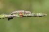 142376 – Photo : Insectesidf – France (61)