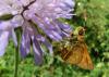 142825 – Photo : Éric Maurice – France (88)