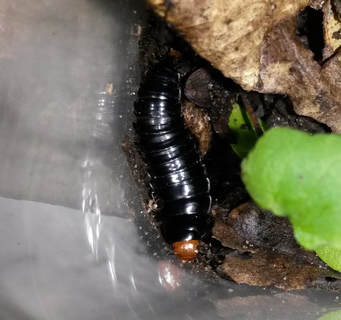 Anonyme - Dendroxena quadrimaculata - réf. 142210 (1197 x 1125 pixels, 198 ko)