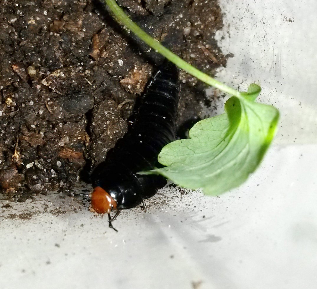 Anonyme - Dendroxena quadrimaculata - réf. 142211 (1075 x 981 pixels, 194 ko)