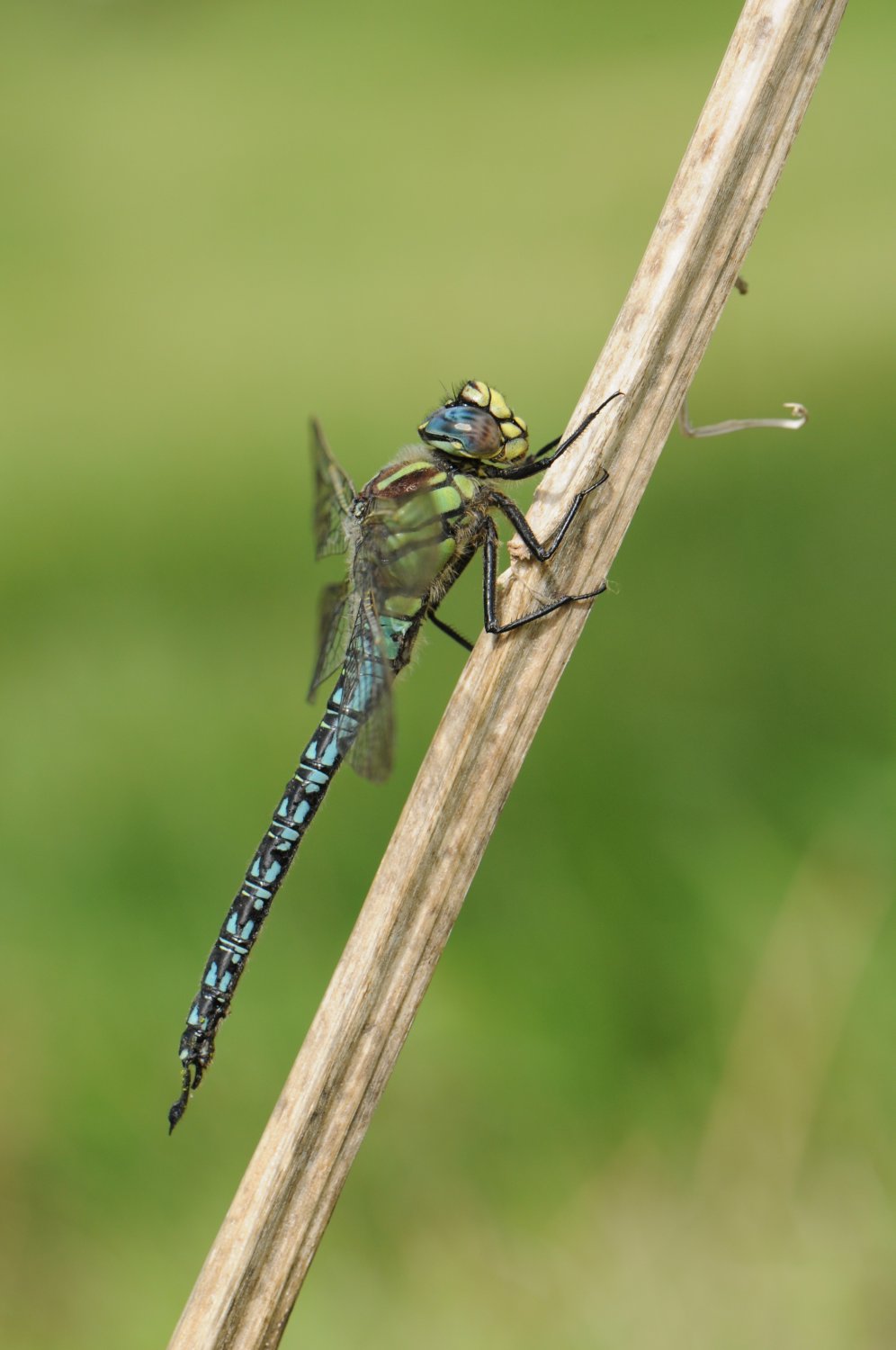 C.gager - Brachytron pratense - réf. 142565 (996 x 1500 pixels, 116 ko)