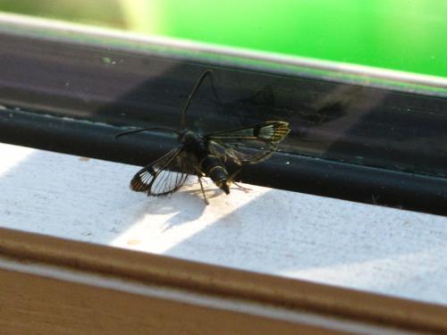 Synanthedon tipuliformis