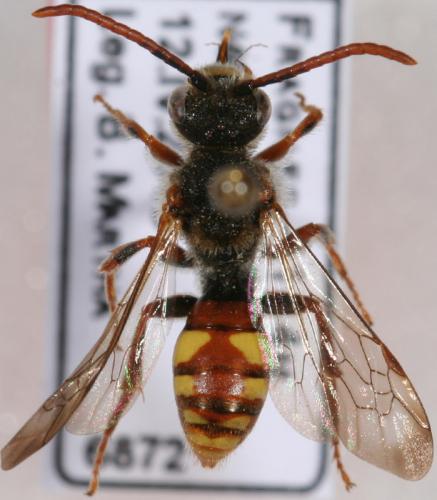 Nomada hirtipes