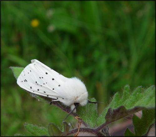 Spilosoma lubricipeda