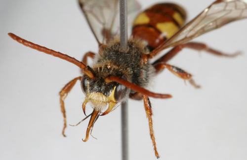 Nomada hirtipes
