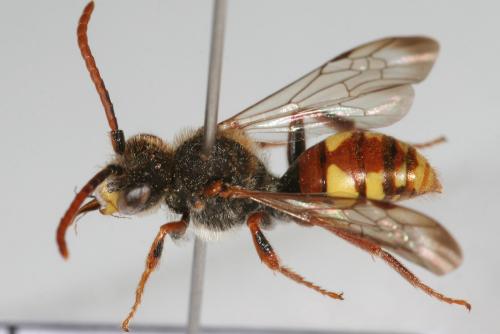 Nomada hirtipes