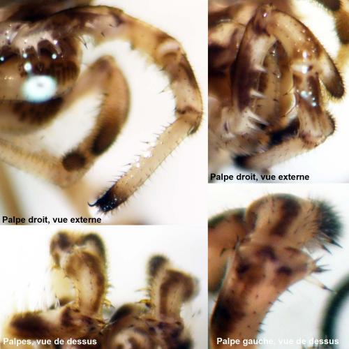 Réf. 143 061 : Platybunus pinetorum