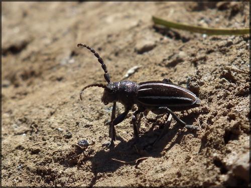 Réf. 143 686 : Iberodorcadion fuliginator