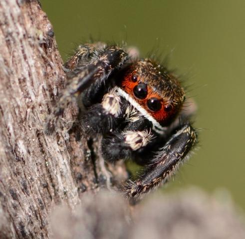Pellenes tripunctatus