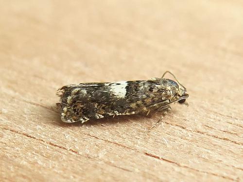 Epiblema graphana
