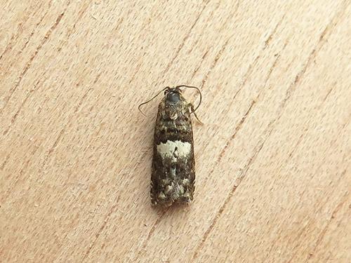 Epiblema graphana