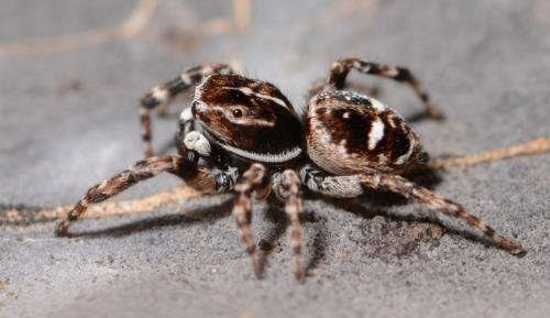 Réf. 143 418 : Attulus rupicola