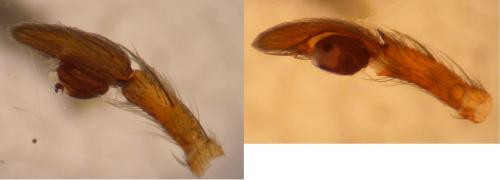 Drassodes cupreus