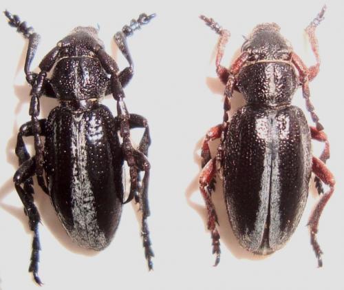 Dorcadion gallipolitanum gandolphei