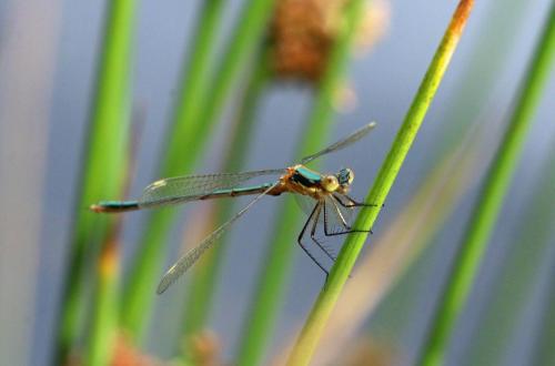 Réf. 143 065 : Lestes sponsa
