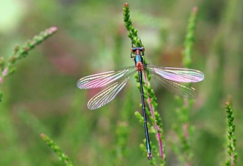 Lestes sponsa