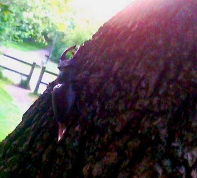 Lucanus cervus