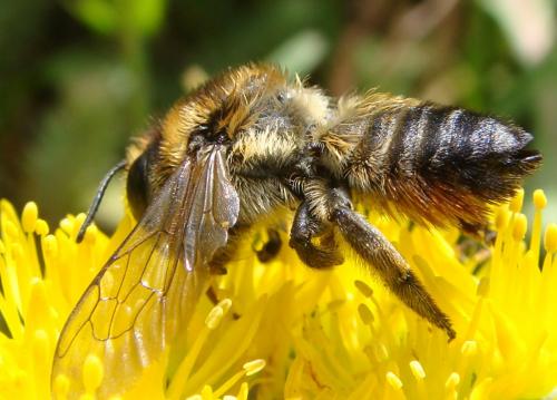 Réf. 143 452 : Megachile willughbiella