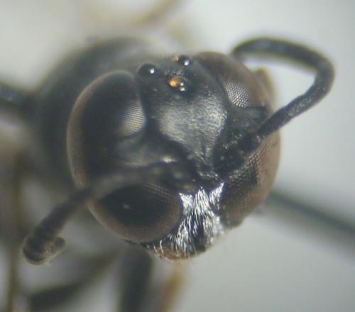 Trypoxylon (clavicerum)