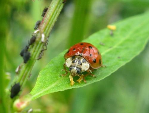 Harmonia axyridis