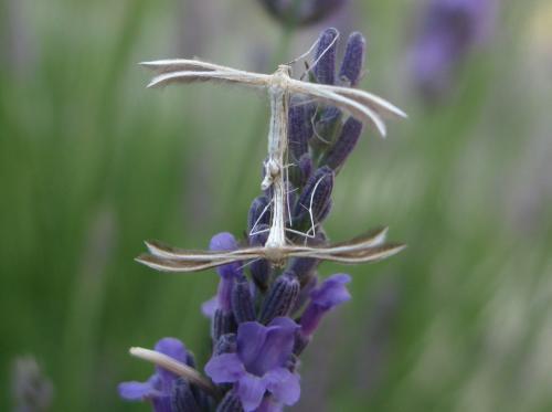 Réf. 143 459 : Merrifieldia sp.