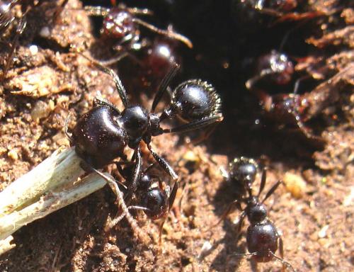 Messor barbarus