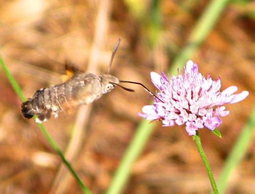 Macroglossum stellatarum