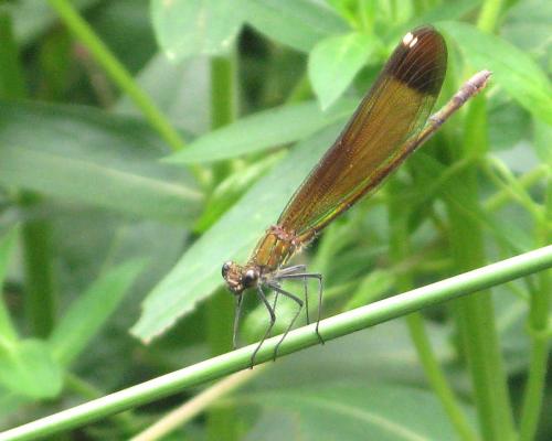 Calopteryx haemorrhoidalis