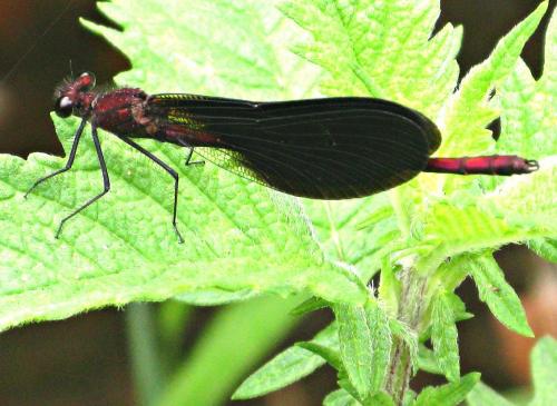 Calopteryx haemorrhoidalis