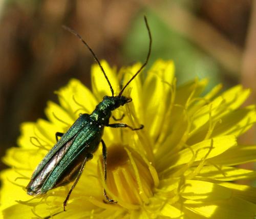 Oedemera nobilis