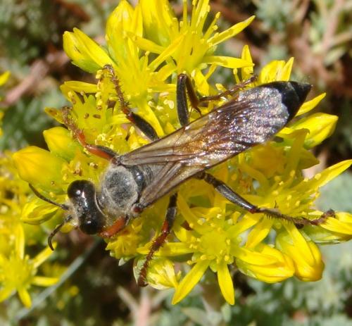 Sphex funerarius